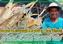 เลี้ยงกุ้งก้ามเพศผู้ปนกุ้งขาว ได้กำไรคุ้มค่า การันตีโดยสำรวยฟาร์ม