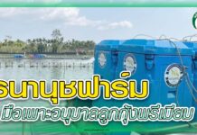 ธนานุชฟาร์ม มือเพาะอนุบาลลูกกุ้งพรีเมียม