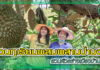 สวนทุเรียนผสมผสานป้านงค์ สวนตัวอย่างเมืองบ้านโป่ง