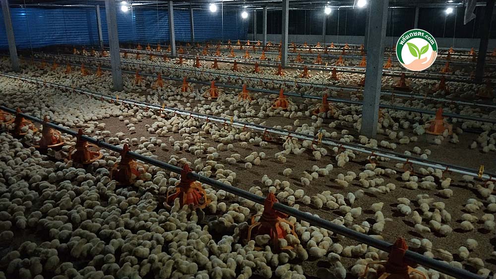 2.ไก่เนื้อชัยนาท02