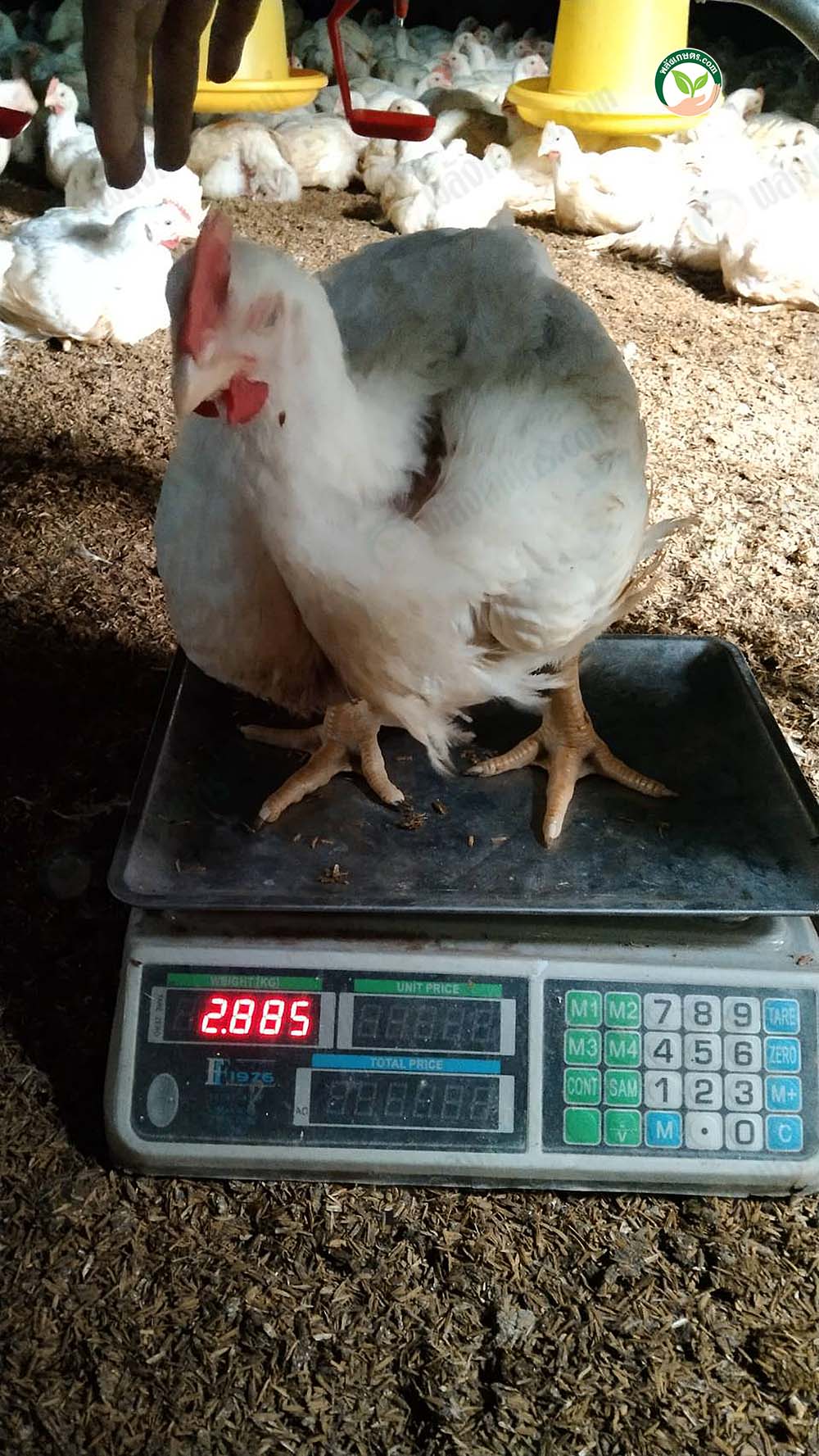 4.ไก่เนื้อชัยนาท04