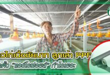 ชาวไก่เนื้อชัยนาท ลูกเล้า PPF ติดตั้ง “แอร์โรฟอยล์” กำไรเยอะ ปก บุญลือ ฟาร์ม ชัยนาท