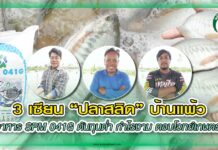3 เซียน “ปลาสลิด” บ้านแพ้ว ใช้อาหาร SPM 041G ต้นทุนต่ำ กำไรงาม ตอบโจทย์เกษตรกร ปก ปลาสลิด SPM