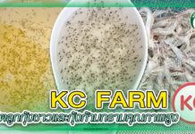 KC FARM ผลิตลูกกุ้งขาวและกุ้งก้ามกรามคุณภาพสูง ปก ลูกกุ้ง KC FARM