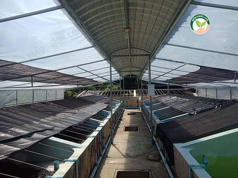 2.พริ้งฟาร์ม02