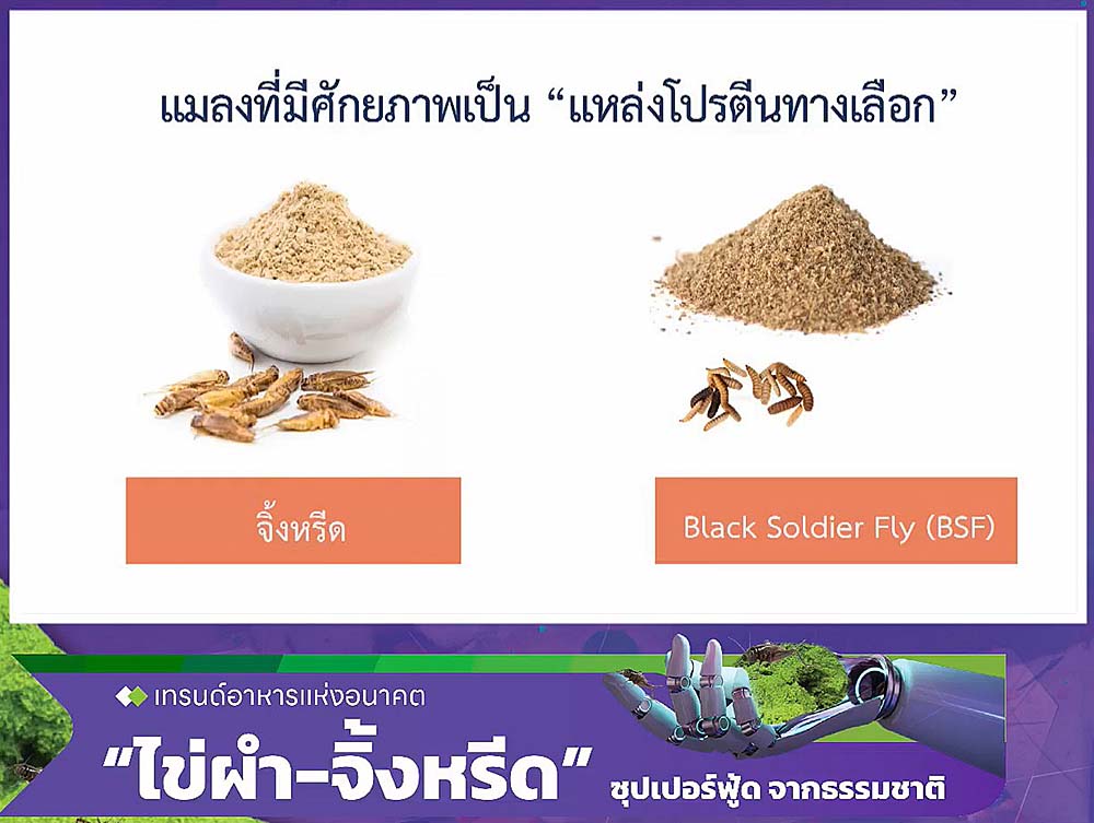 3.จิ้งหรีด03