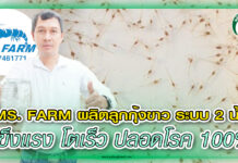 MS. FARM ผลิตลูกกุ้งขาว ระบบ 2 น้ำ แข็งแรง โตเร็ว ปลอดโรค 100% ปก MS FARM