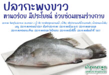 “ปลากะพง” กับคุณค่าทางโภชนาการ ปลากะพง
