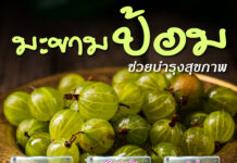 มะขามป้อม ช่วยบำรุงสุขภาพ มะขามป้อม