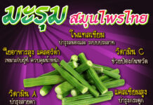 มะรุม สมุนไพรไทย มะรุม สมุนไพรไทย
