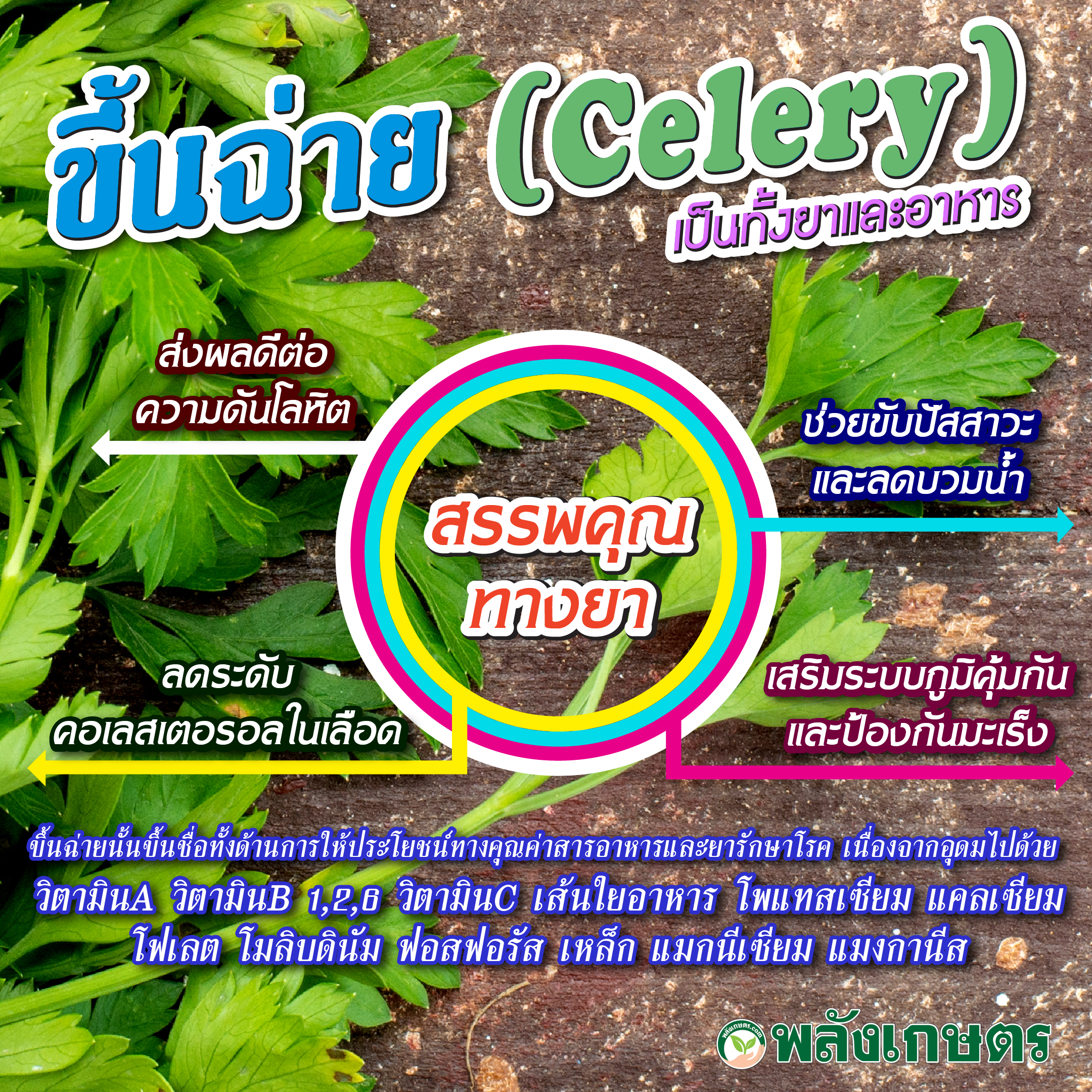 ขึ้นฉ่าย
