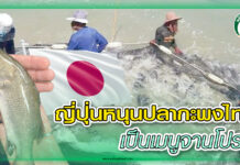 ญี่ปุ่นหนุนปลากะพงไทย เป็นเมนูจานโปรด ปก ญี่ปุ่น ปลากระพง
