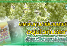 ลดต้นทุน/เพิ่มผลผลิต องุ่นไวท์มะละกา ด้วยนวัตกรรมโปรพลัส ปก สวนองุ่น โปรพลัส
