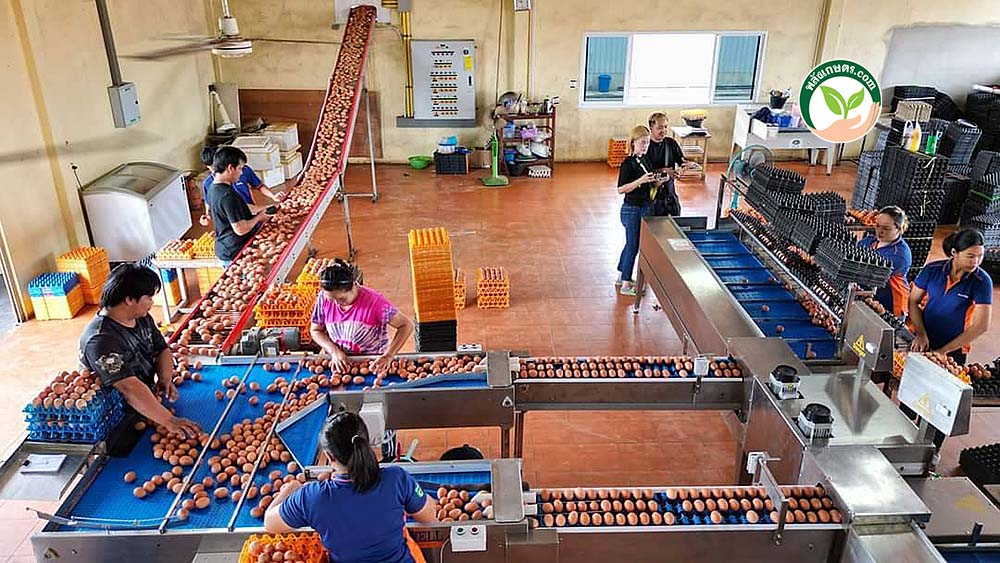 5.เครื่องคัดไข่ดิจิตอล รวดเร็ว ประสิทธิภาพสูง