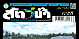 ปก นิตยสาร สัตว์น้ำ ฉบับ 421 (กันยายน 2567)