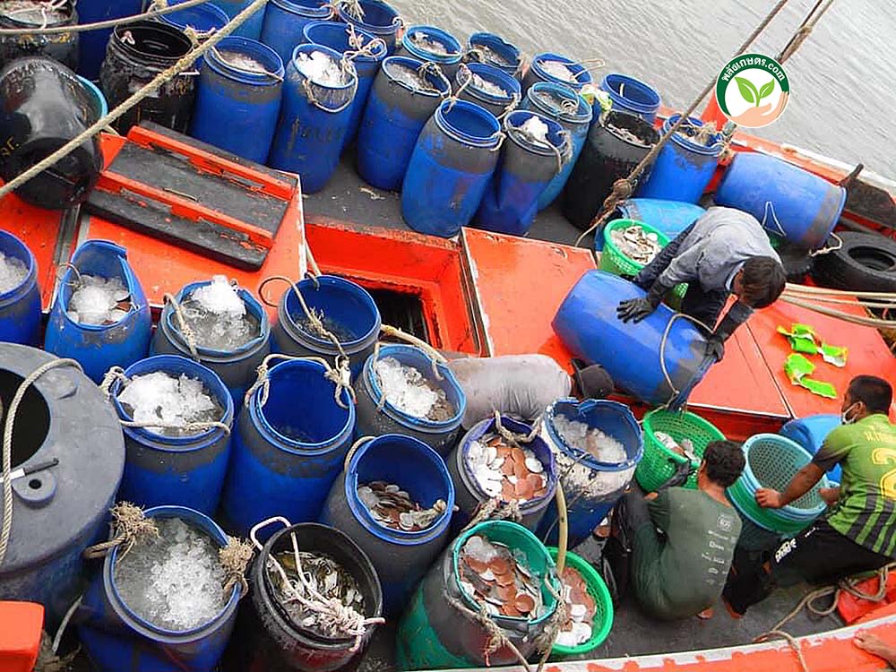 ปลาขึ้นจากเรือชาวประมง